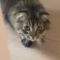 猫が『パック姿の飼い主』と遭遇した結果…あまりにも可愛らしい『リアクシ…