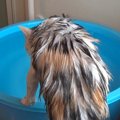 シャンプーを終えた三毛猫→タライにお湯を張ると…信じられない『驚きの行…