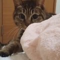 飼い主が起きているか確認しに来た猫→『動き』を見ていると……微笑まし…