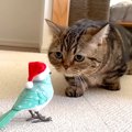 鳥を観察するのが好きな２匹の猫→“歌う鳥のおもちゃ”をあげてみた結果…『…