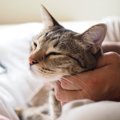 猫が『膝に乗りたくなる人』に共通すること4つ