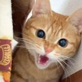 『ほっといて欲しい猫』を少しだけ"かまってみた"結果…可愛…