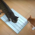 新しい冷んやりグッズ！猫ちゃん達の反応は？