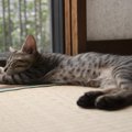 猫は畳とフローリングどっちが好き？