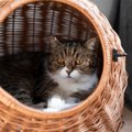猫が『カゴに入ろうとする』理由4つ　入ると落ち着くの？選び方のポイント…