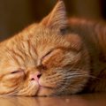 猫もいびきをかく？寝ているときグーグー音がする原因3つ