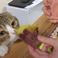 おイモ食べたい！大興奮な猫さんたち！