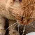 ５年以上外で生活、『ごはんが食べられなくなった猫』を保護した結果……