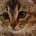 おててないないをする姉妹猫→見比べてみると…ちょっとした『違い』が…