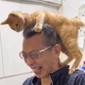 猫がお父さんの『頭のテッペン』目指した結果…面白すぎるやり取りの様…