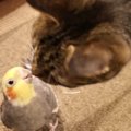 大丈夫？猫とインコが同じ場所に！