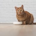 急に食べなくなる？猫に注意したい体調管理6つ