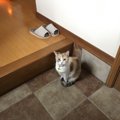 出かける時に猫が『お見送り』してくれる理由４つ