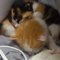 『眠っている保護子猫たち』をそっと見守っていたら、1匹が起き上がって……
