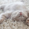 猫との暮らしで『避けるべき床』の特徴3つ　ケガやトラブルに繋がるリスク…