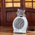猫を危険な目に遭わせかねない『家電』4つ　トラブルの可能性や事故の予防…