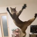 「盛大に吹いたｗ」もはや跳ぶことが目的になってる？…キジトラの『ま…