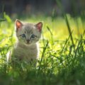 野良猫の子猫の生存率はどれくらい？保護した時にする事