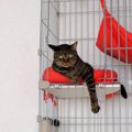 『元外猫』を室内で飼い始めるときのポイント4つ　お家に慣れさせるコツや…