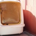 猫のトイレを『絶対に置いてはいけない場所』5選とその理由　病気や粗相の…