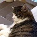 猫の抜け毛の『再利用方法』を思いついた結果…センスが良すぎる光景に『21…