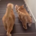 仲良く一緒に階段を下りる2匹の猫→後ろから見ていると…自然と笑みがこ…
