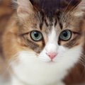 『飼い主を見つめる猫』の心理3つ！何を訴えているか見極めるコツとは