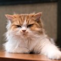 猫を『ガッカリさせてしまう』飼い主のNG行動５つ