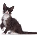 【獣医師監修】ラパーマの平均寿命は何年？長生きのコツや注意したい病気…