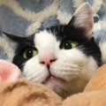 猫が鼻を『ヒクヒク』させる意味２つ