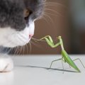 猫の『飼い主を困らせる行動』4選！