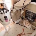 『こたつを片付けないでほしい猫と犬』の行動…まさかの抵抗する様子が…