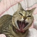 猫に口腔ケアは必要か？