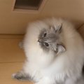 「やだ～って言ってるｗ」ママに甘えたくてドアの前を塞いでいた猫→『…