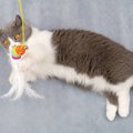 愛猫は充分に体を動かせている？猫に必要な『運動量の目安』を3つのライフ…