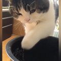 炊飯器の釜に入っている水を飲もうとした猫…まさかの『おてての動き』が可…