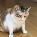 真剣な顔をして床を見つめている猫→次の瞬間…爆笑必至の『まさかすぎ…