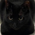 四角いなと思って黒猫を夢中で撮っていた飼い主さん→ふとフォルダを見…