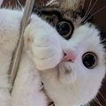 物干しスタンドの上でくつろいでいた猫→"下から"見てみると…最…