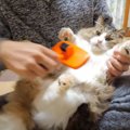 猫ちゃんのお腹にスキー場現る？！