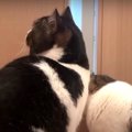 どういうことニャ？いないはずのママを見た猫ちゃんたち！