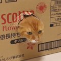 猫ちゃんを吸い込むダンボール