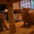 なんだかうまく乗れないにゃ〜。子猫用キャットタワーにまさかの苦戦…