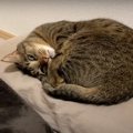 全力で遊んだあとは…？猫ちゃんのまん丸あんもにゃいと！