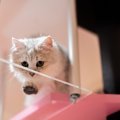 愛猫の『キャットステップ』がほしい！3つの導入方法と気をつけるべきポイ…