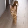 嬉しいことがあった茶トラ猫→『走り方』が……思わず笑顔になる『可愛す…