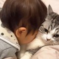 幼い息子が『猫吸い』にハマった結果…まさかの可愛すぎるやりとりが20…