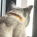 窓辺で外を眺める猫が『小さな子供みたい』と思っていたら…『後ろ』から見…