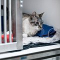 猫の死に直結する恐ろしい病気４つ