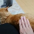 猫のお尻を叩いてみたら…まさかの反応が面白すぎると1万5000人が注目 …